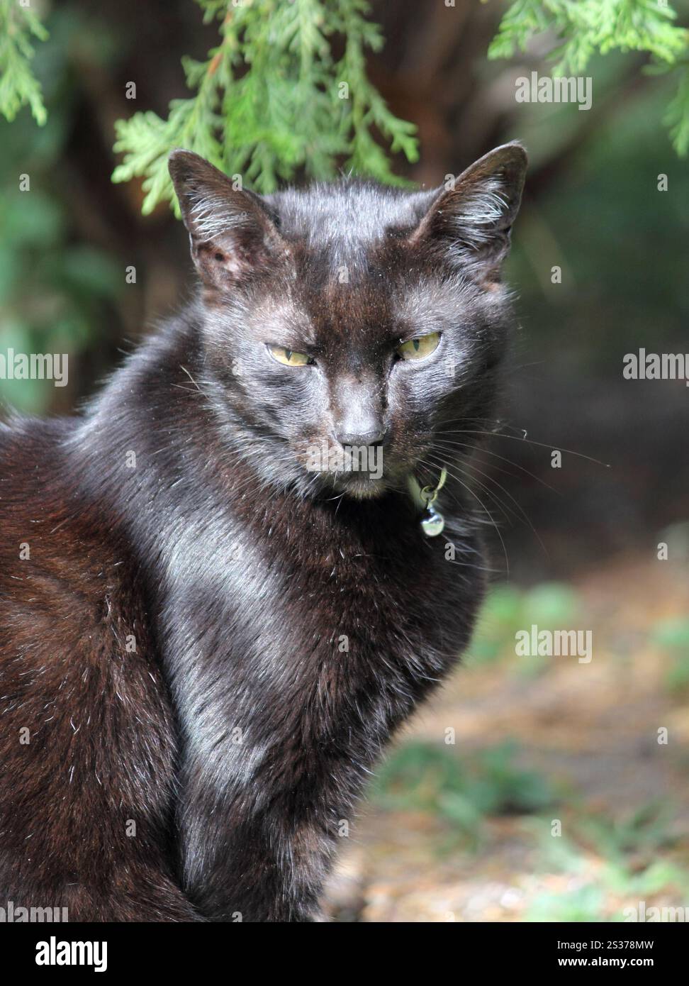 Ritratto di un bellissimo gatto nero seduto all'esterno Foto Stock