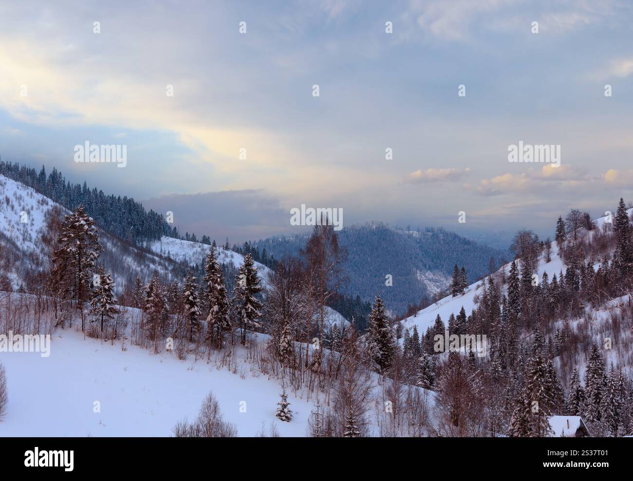 Cielo di sera con la nuvola rosa durante l'inverno ucraino Montagne dei Carpazi. Foto Stock