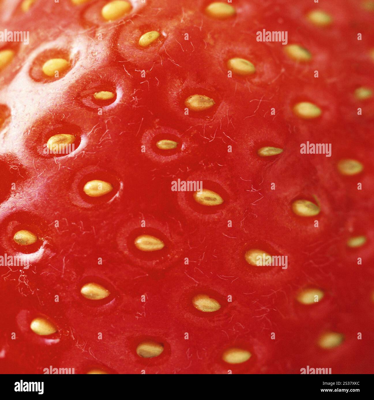 fragola o consistenza estremamente rossa macro. fragola rossa macro estrema Foto Stock