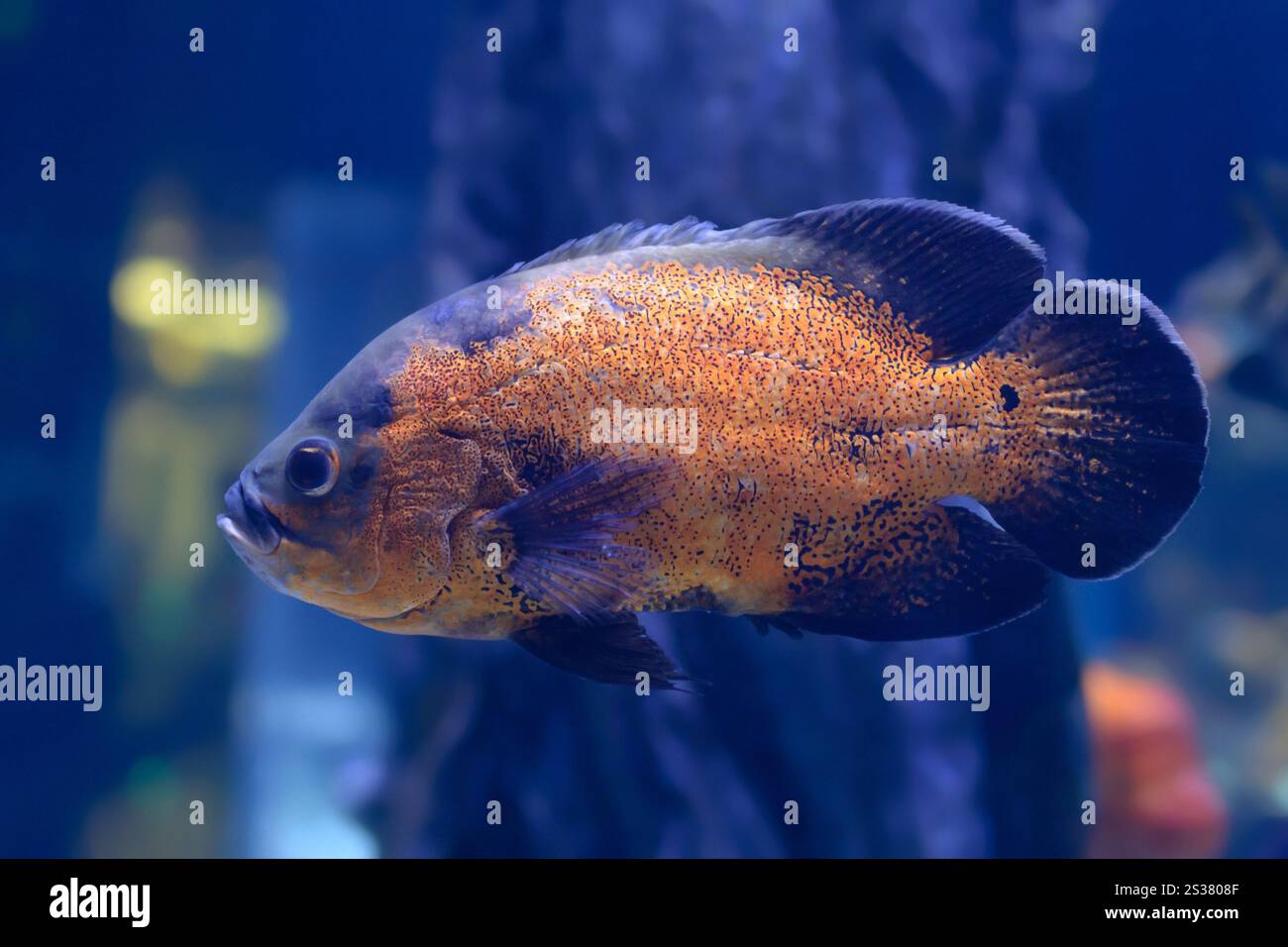 pesci tropicali grandi che nuotano sott'acqua foto orizzontale. pesce grosso tropicale Foto Stock