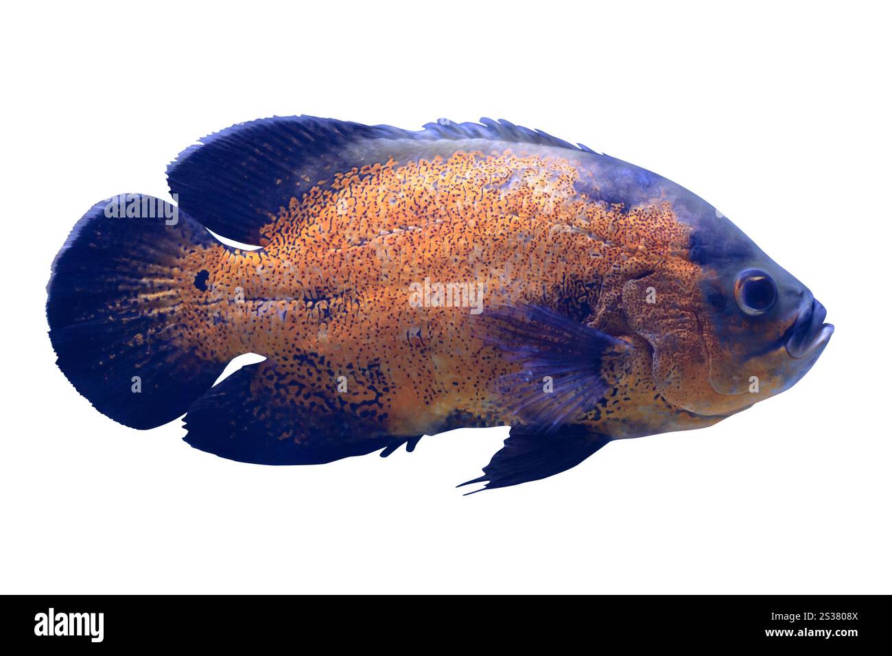Pesci esotici tropicali isolati su sfondo bianco. Pesci esotici tropicali isolati su sfondo bianco Foto Stock