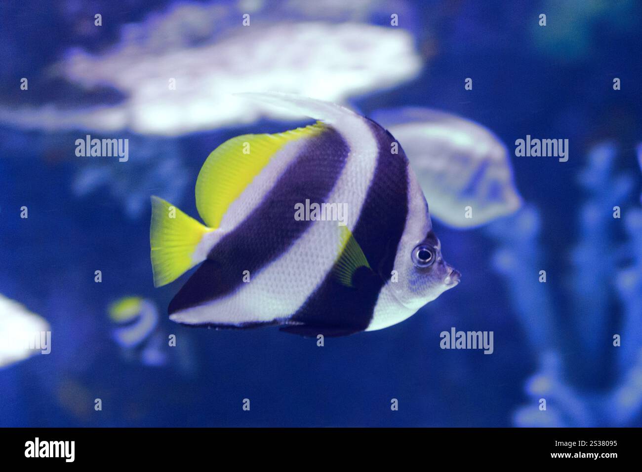 pesci tropicali che nuotano sott'acqua foto orizzontale. pesce tropicale Foto Stock