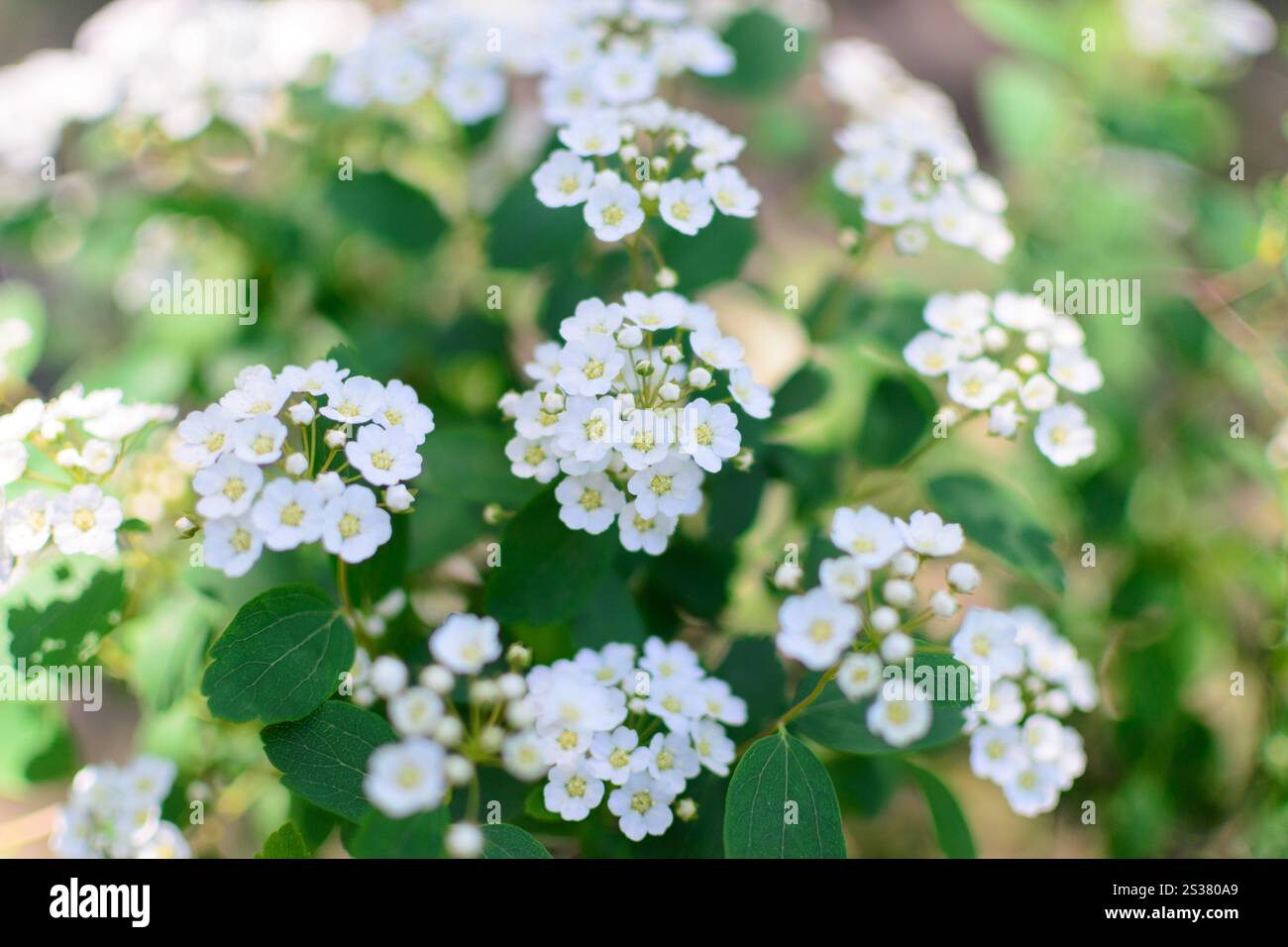 Fiori di colore bianco sulla bussola sposa la posizione verticale Foto Stock