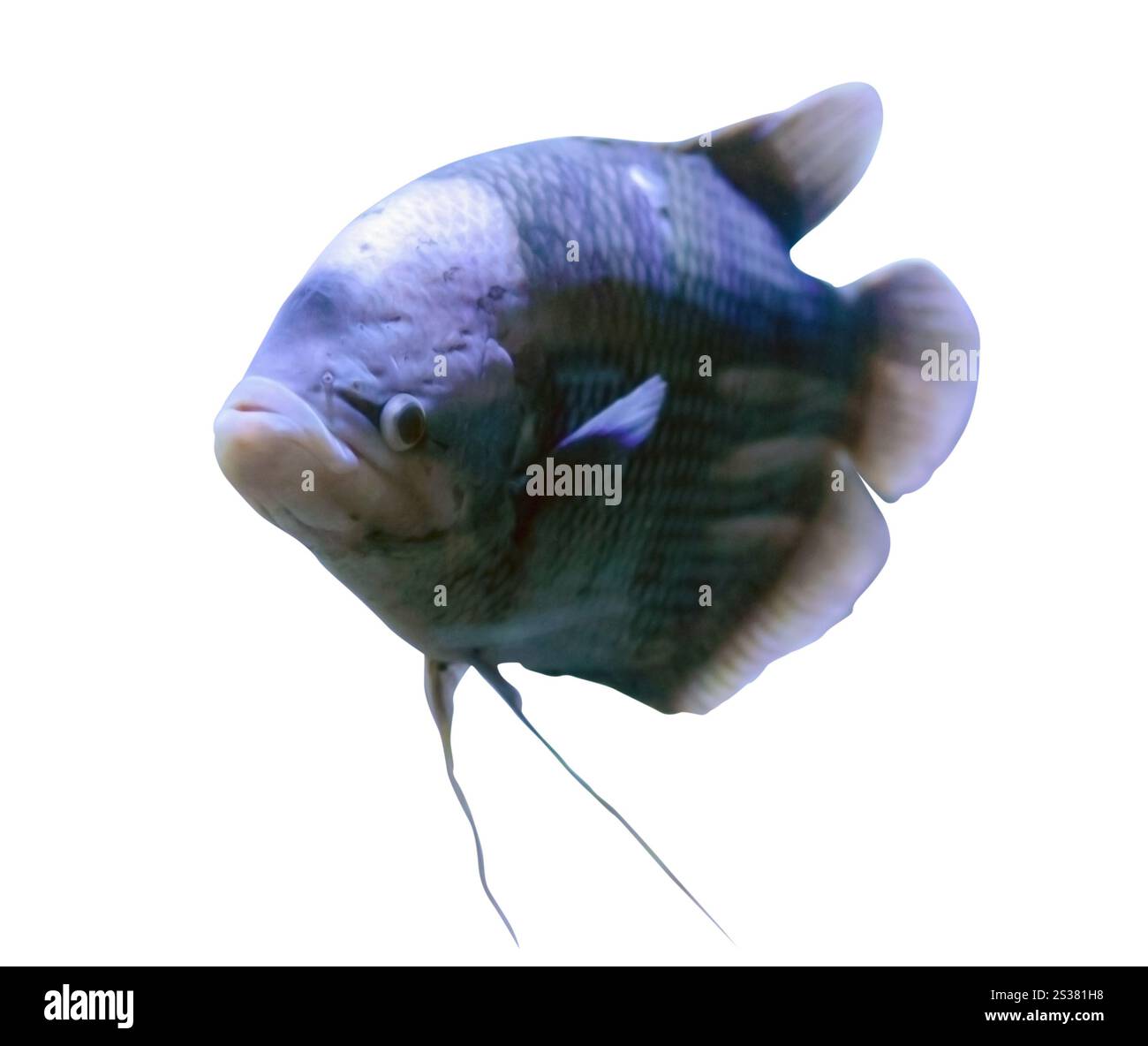 Pesci grossi isolati su sfondo bianco. Pesci grossi isolati su sfondo bianco Foto Stock