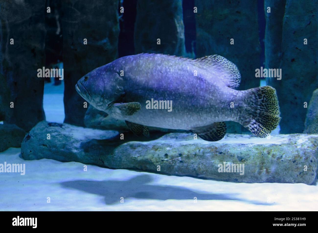 grandi pesci che nuotano sott'acqua. pesce grosso Foto Stock