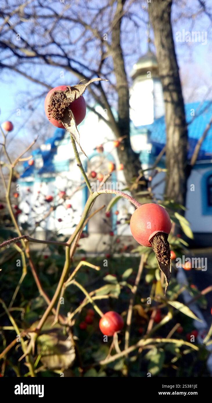 Rosa fianchi su uno sfondo sfocato di una casa rurale Foto Stock