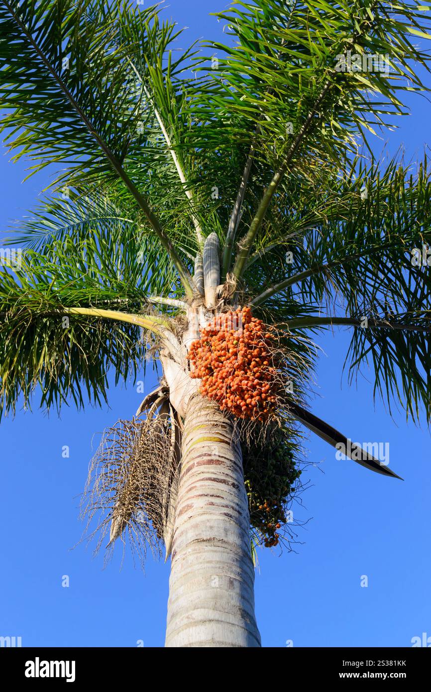 foto della frutta sul cielo blu della palma. frutta sulla palma Foto Stock