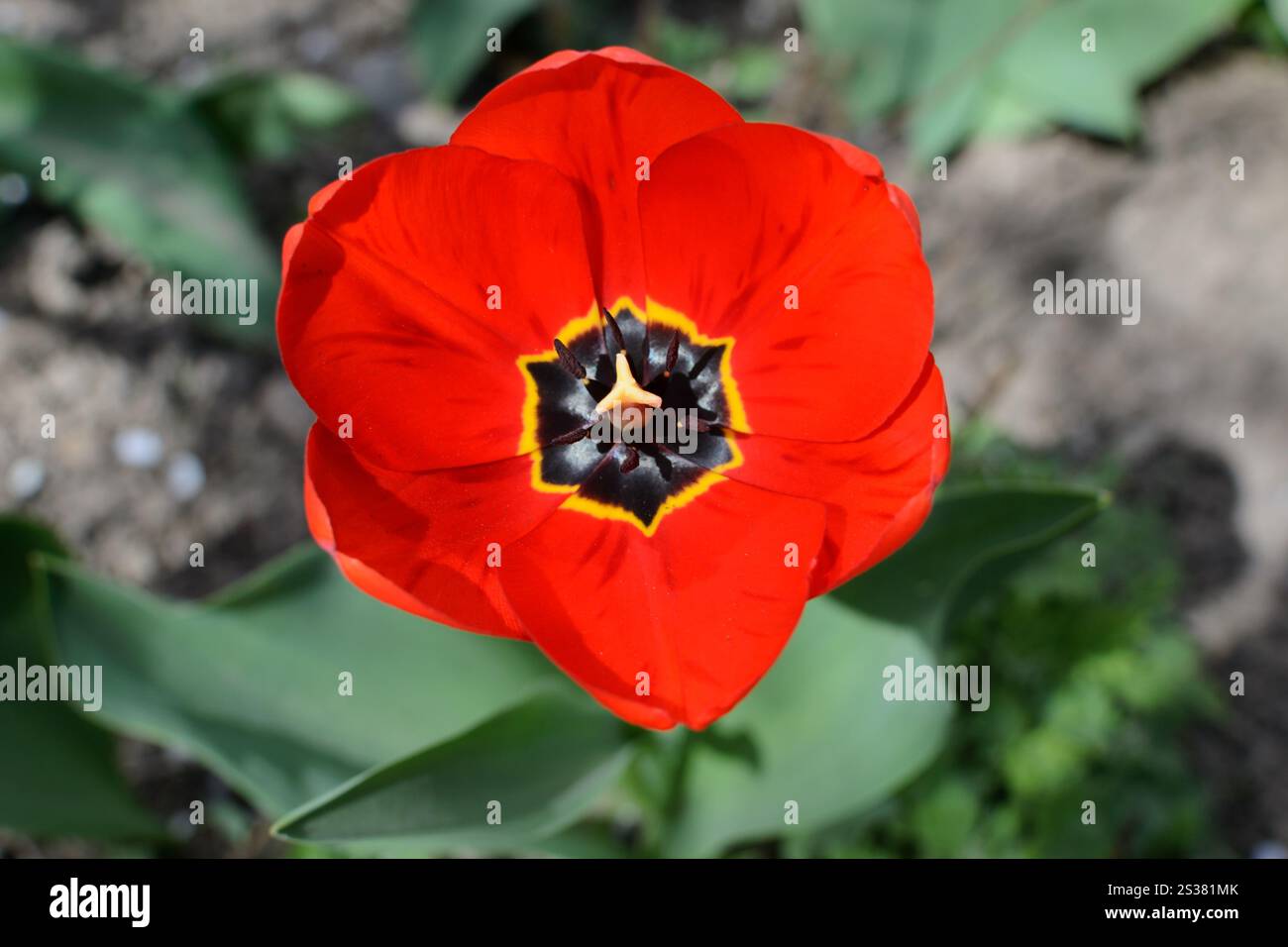 aprire la foto della vista superiore del tulipano rosso fiore. aprire la vista superiore del tulipano rosso fiore Foto Stock
