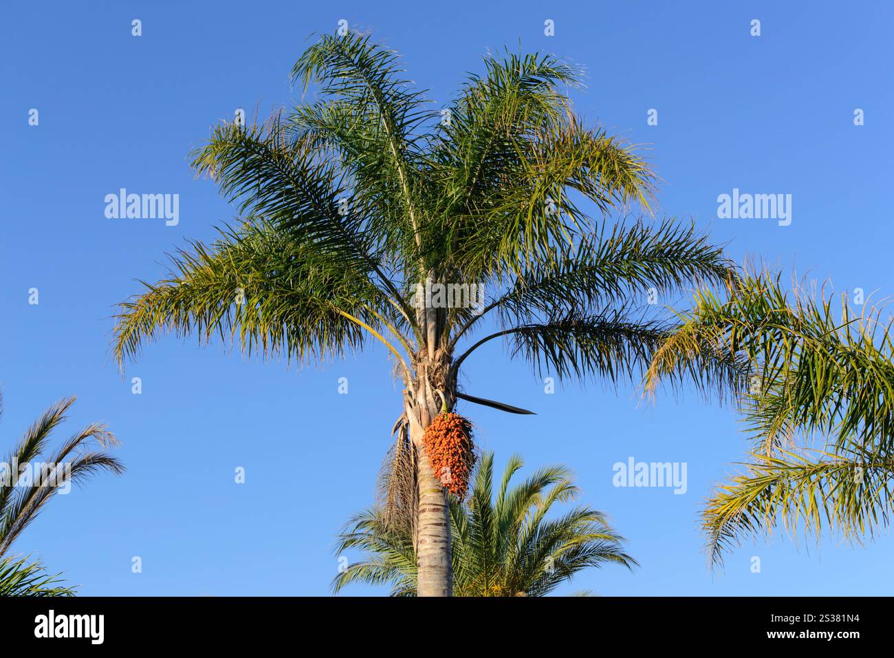 estate palma cielo blu vacanza foto orizzontale. cielo blu di palma Foto Stock