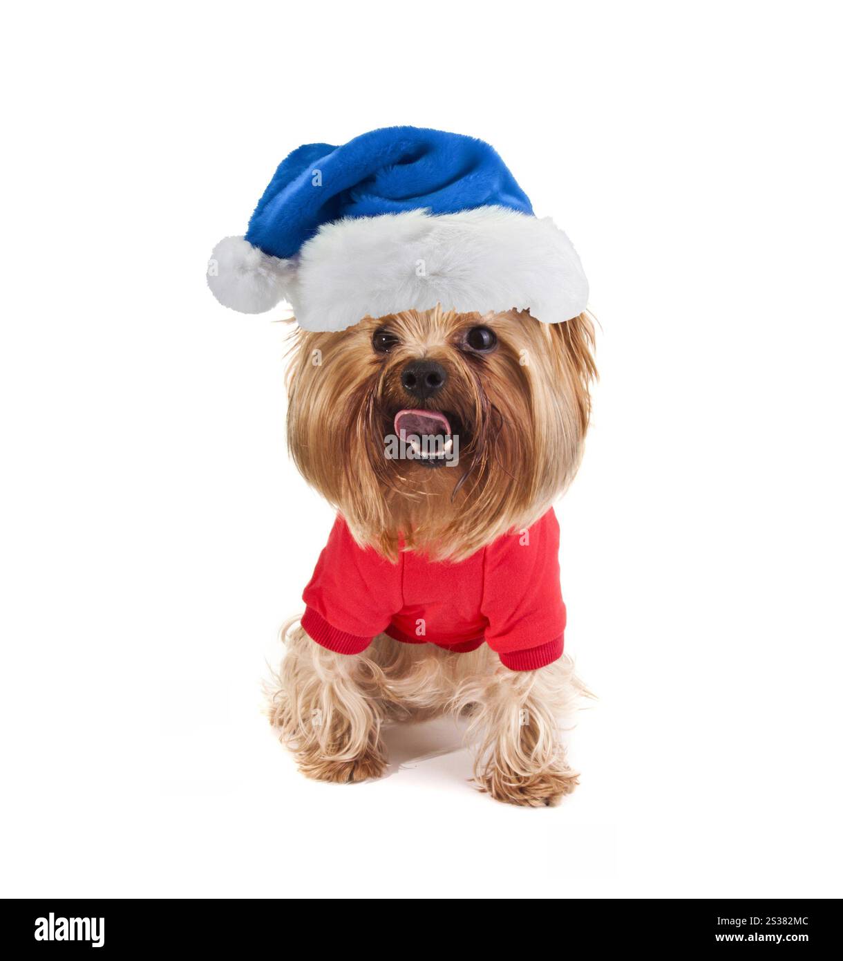 piccolo carino cane dello yorkshire con cappello di babbo natale. cane dello yorkshire con cappello di babbo natale Foto Stock