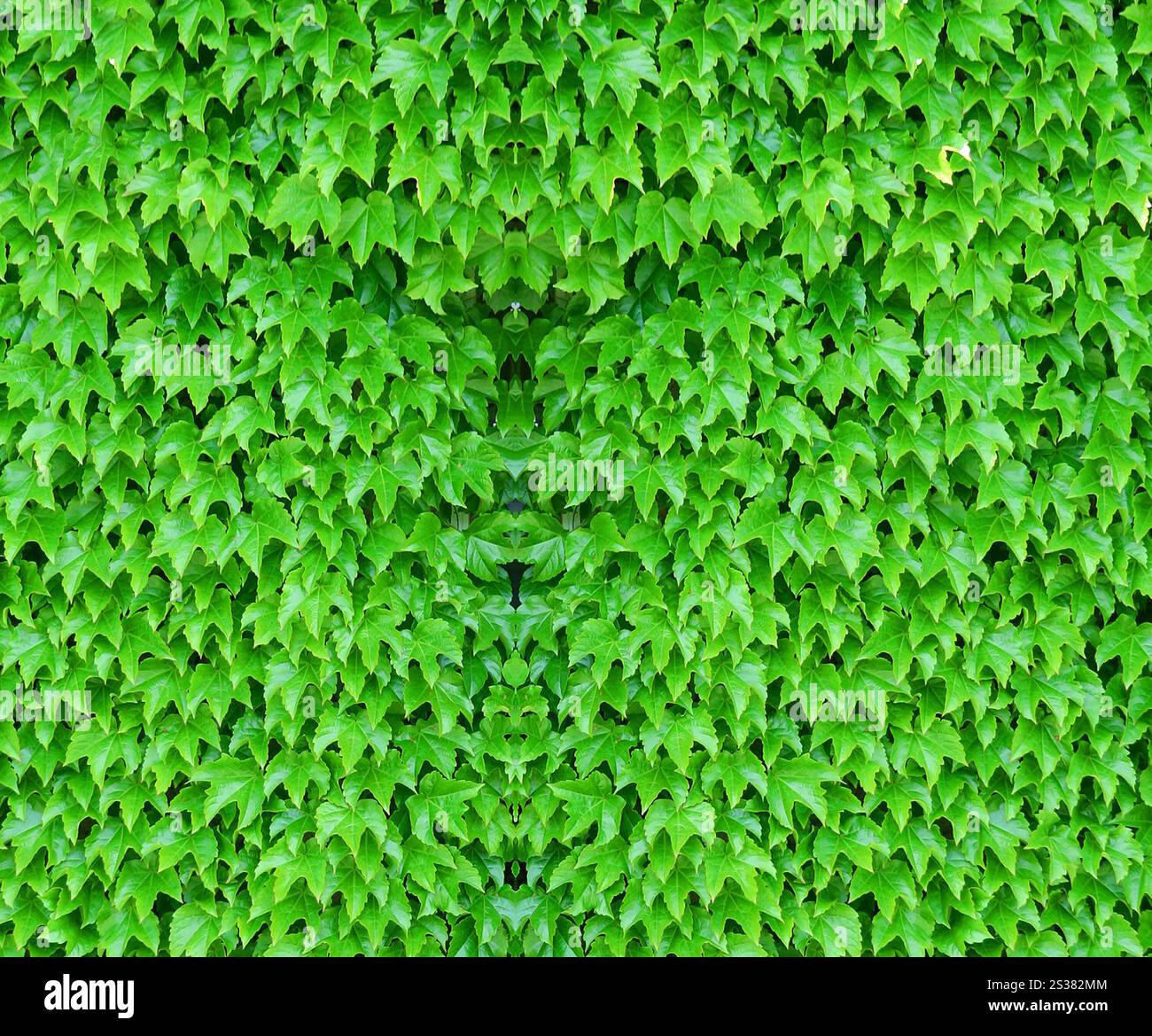 sfondo o texture ricoperto di edera. sfondo coperto di edera Foto Stock