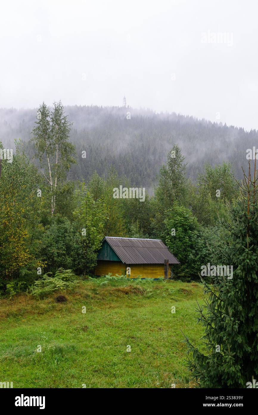 Le mattine si raffreddano nella nebbia della foresta e nel vapore. Foto natura. Le mattine si raffreddano nella nebbia della foresta e nel vapore Foto Stock