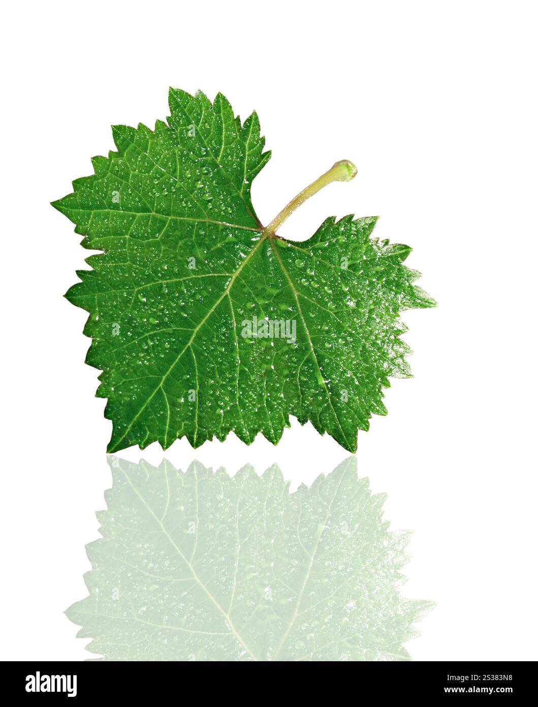 foglie d'uva isolate su sfondo bianco. foglia d'uva Foto Stock