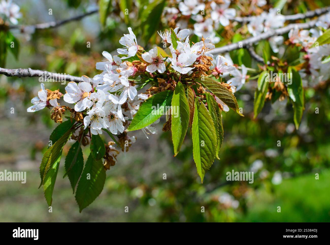 Bellezza fiori d'albero con foglie foto della natura. Fiori d'albero di bellezza con foglie Foto Stock