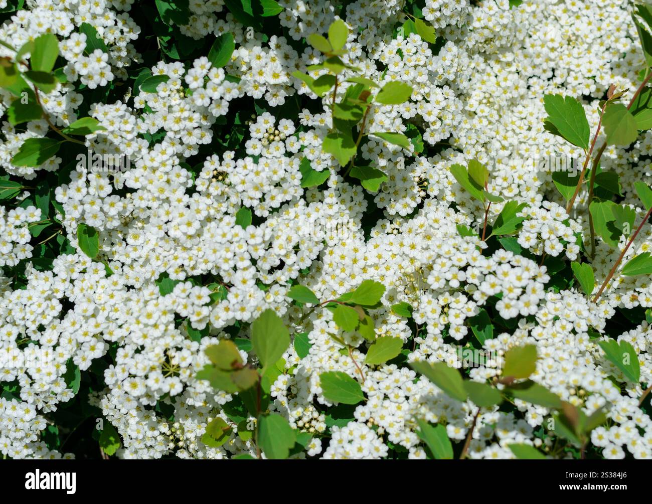 Molti piccoli fiori bianchi scattano foto della natura. Molte foto di primavera dei piccoli fiori bianchi Foto Stock