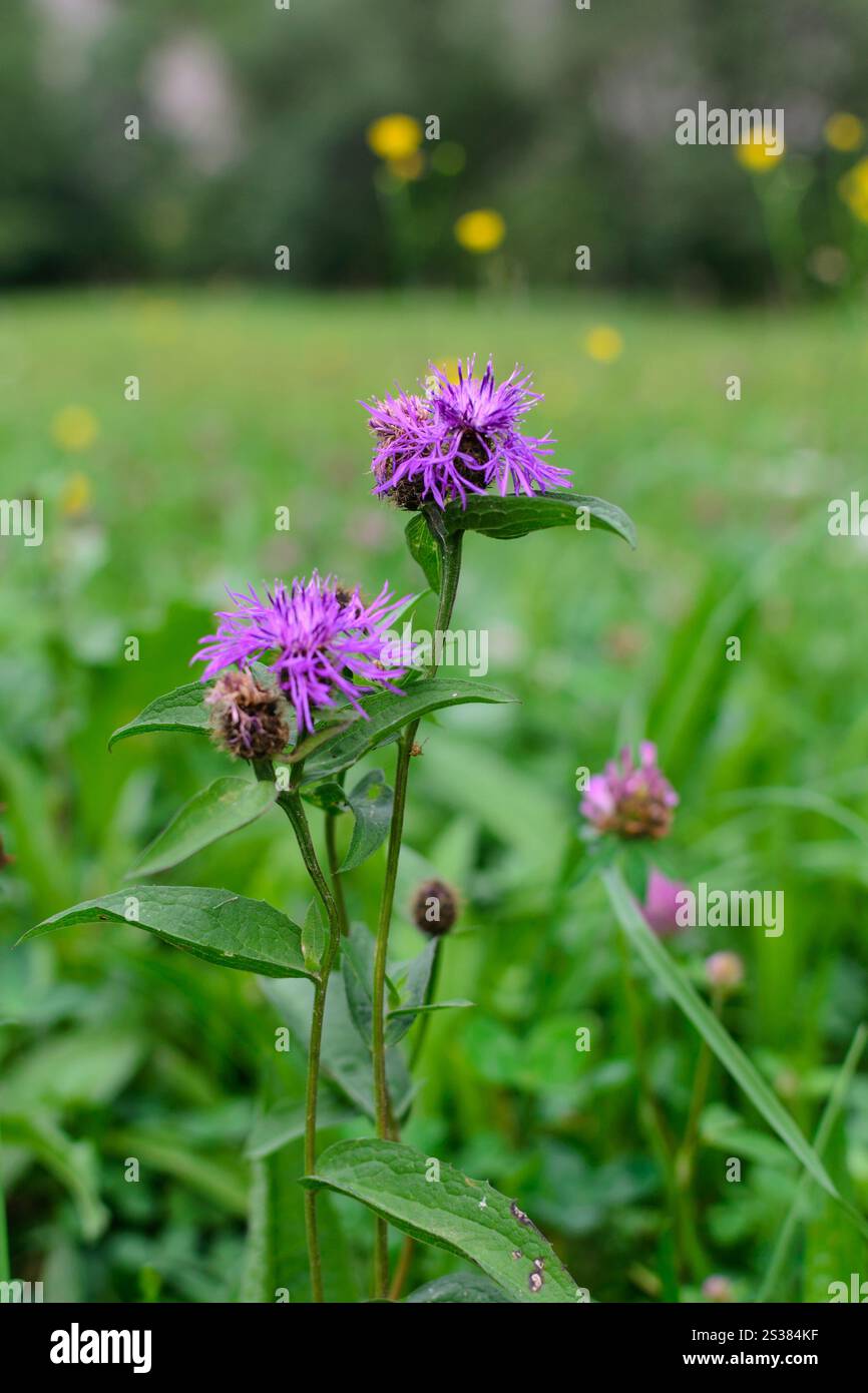 Fiori viola su un prato selvaggio sfondo bokeh sfocato. Foto natura. Fiori viola su un prato selvaggio sfondo bokeh sfocato Foto Stock
