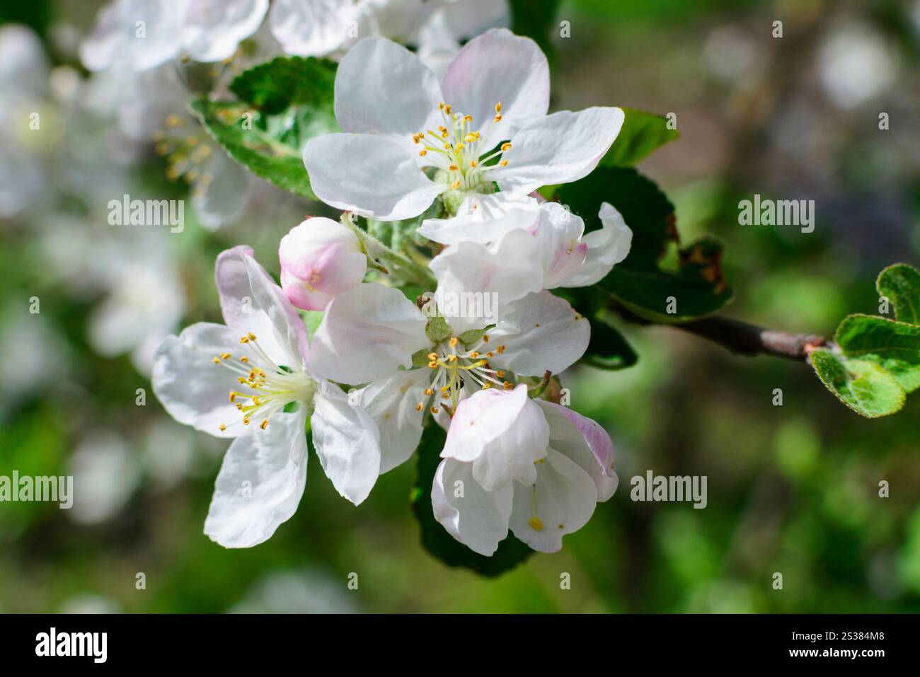 Fiori bianchi melo foto della natura. Melo con fiori bianchi Foto Stock