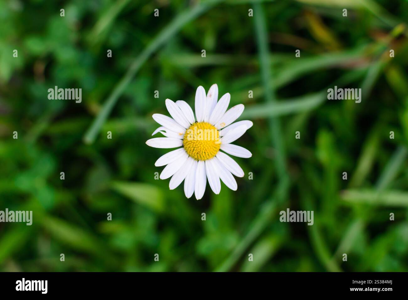 Fiore di margherita bianco selvatico su un prato sfondo sfocato. Foto natura. Fiore di margherita bianco selvatico su un prato sfondo sfocato Foto Stock