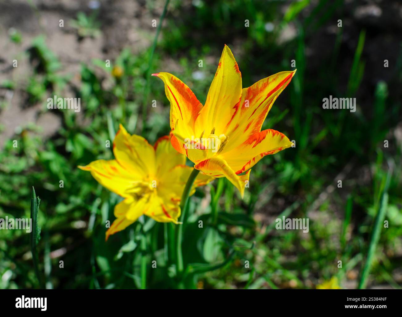Fiori gialli tulipani foto della natura primaverile. Foto di primavera tulipani di fiori gialli Foto Stock