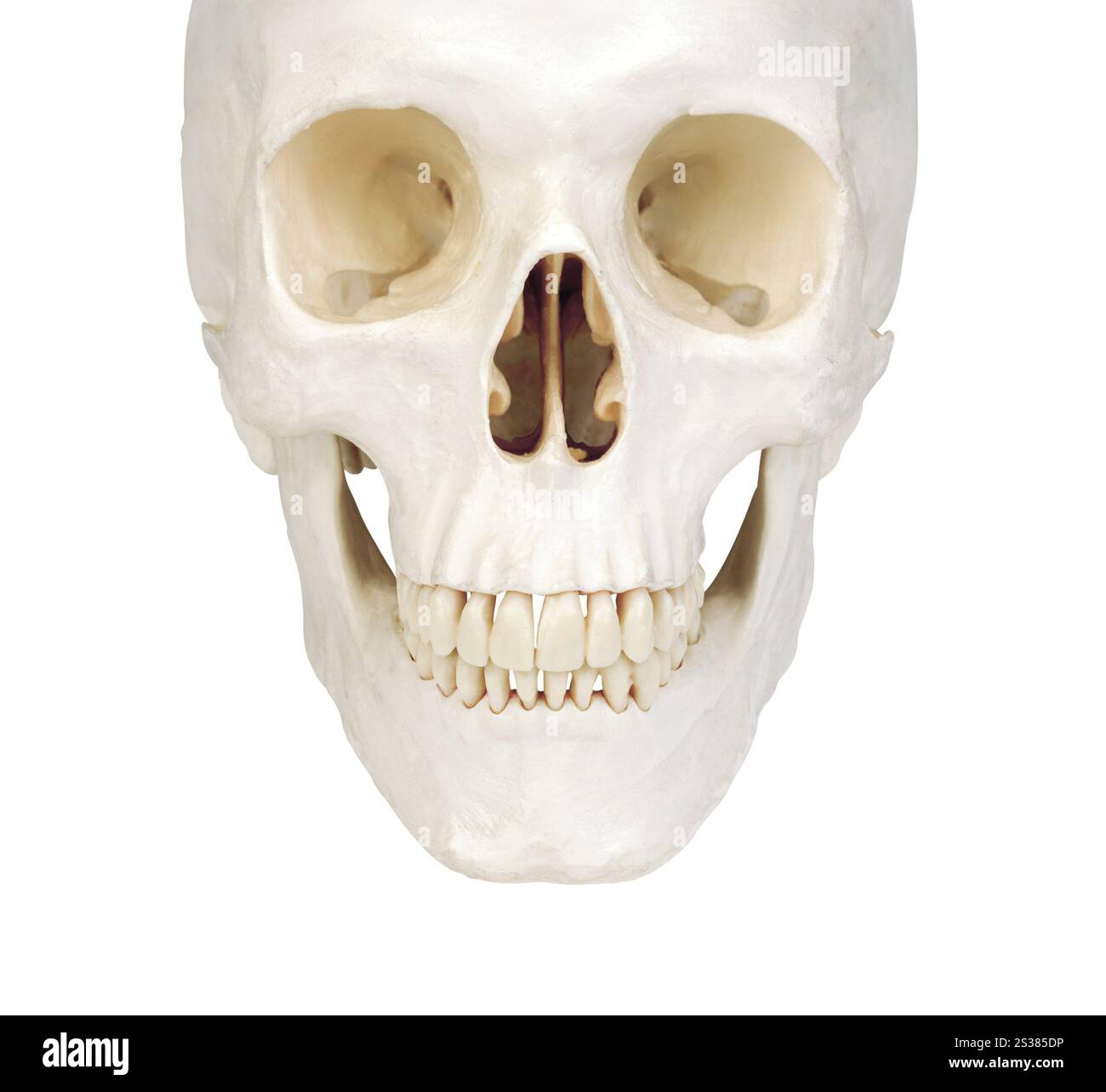 scull umano isolato su sfondo bianco. scull umano isolato Foto Stock