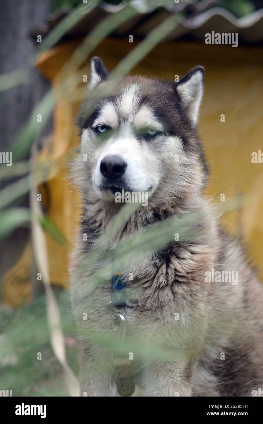 Arctic Malamute con occhi blu che mettono a fuoco il ritratto a distanza ravvicinata attraverso i gambi di erba verde con messa a fuoco selettiva. Arctic Malamute è un posto meraviglioso Foto Stock