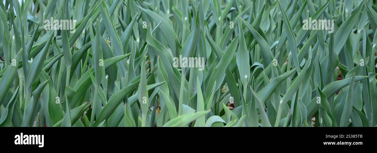 Molti gambi verdi di tulipani rossi crescono in un'aiuola da vicino. Molti gambi verdi di tulipani rossi crescono in un'aiuola Foto Stock