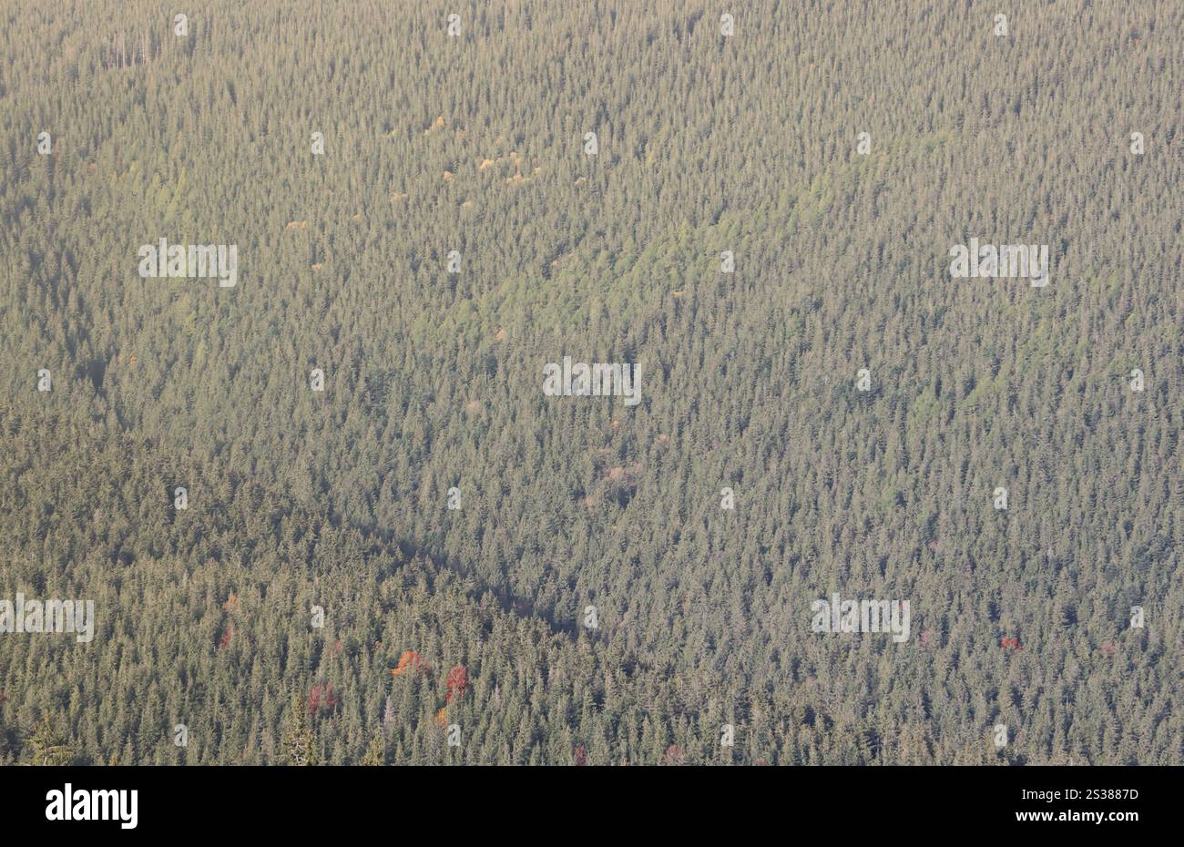 Terreno collinare con abeti e rilievi rocciosi. Foresta di conifere in primo piano. Turismo, viaggi, arrampicata. Terreno collinare con Foto Stock