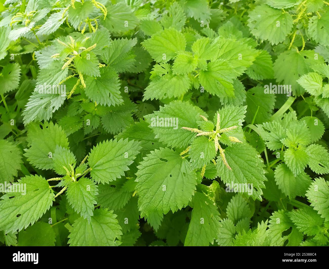 Boschetti di reti in natura. Coperchio dell'ortica selvatica. Foto. Boschetti di reti in natura. Coperchio dell'ortica selvatica. Foto Stock