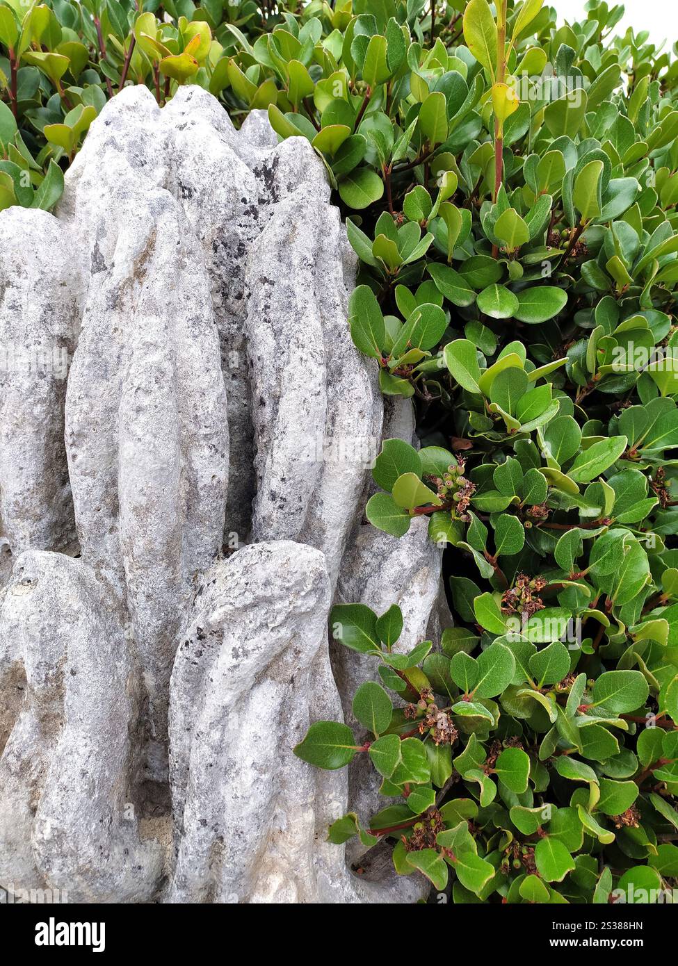 Un antico manufatto, una pietra trovata nella giungla tra boschetti e fogliame. Sfondo dell'iscrizione. Antico manufatto, una pietra trovata nel Foto Stock