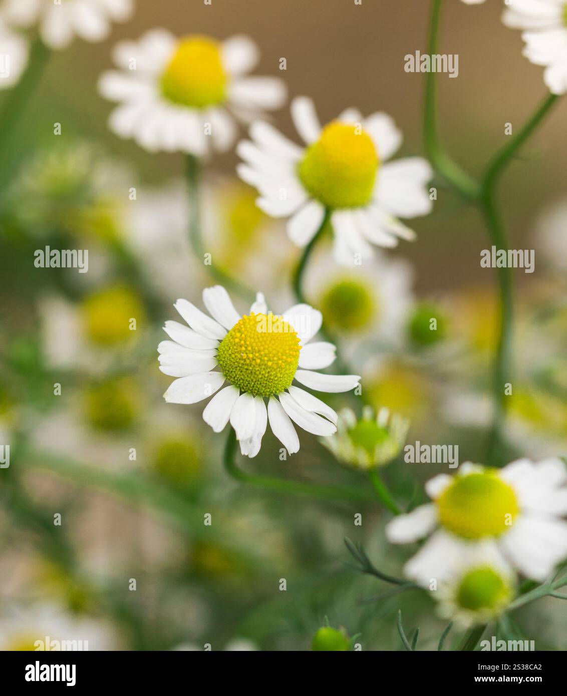 Erba verde e camomille in mezzo alla natura da vicino. Erba verde e camomille nella natura Foto Stock