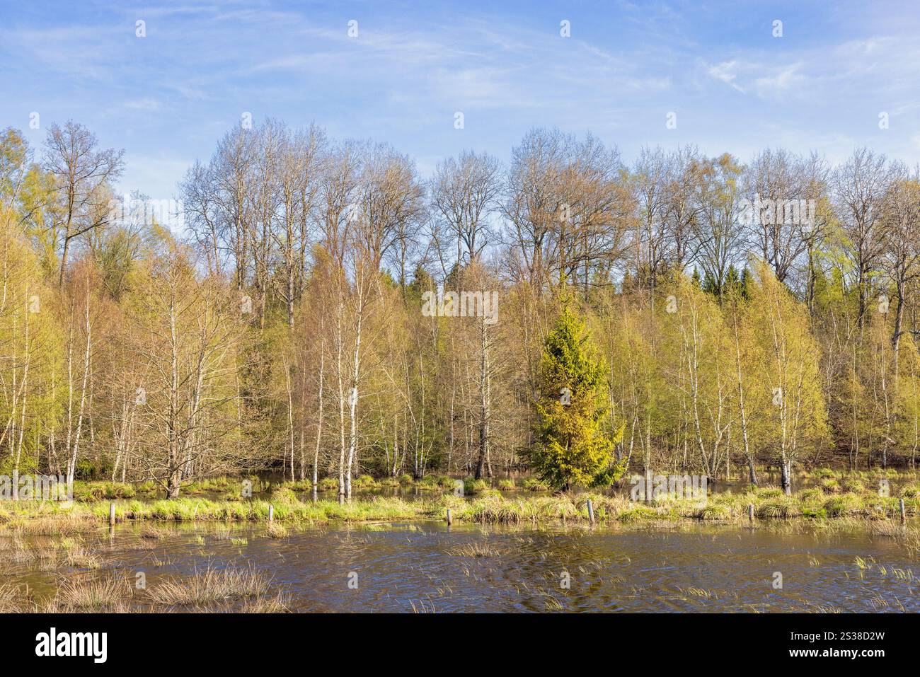 In un giorno di primavera soleggiato, si trova una foresta decidua accanto a un lago Foto Stock