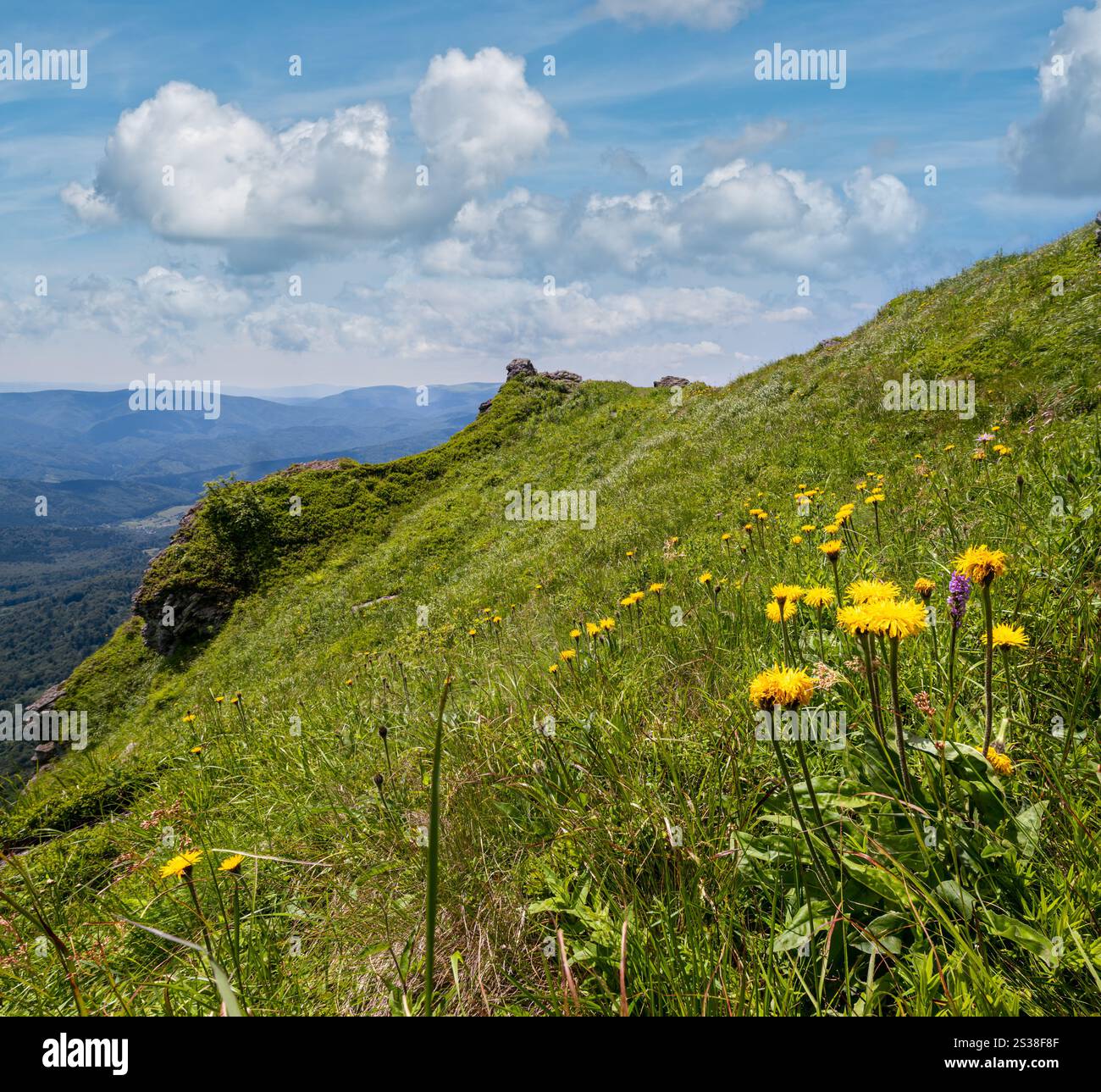 Fiori gialli sul pendio estivo di montagna. Monte Pikuj, Carpazi, Ucraina. Foto Stock