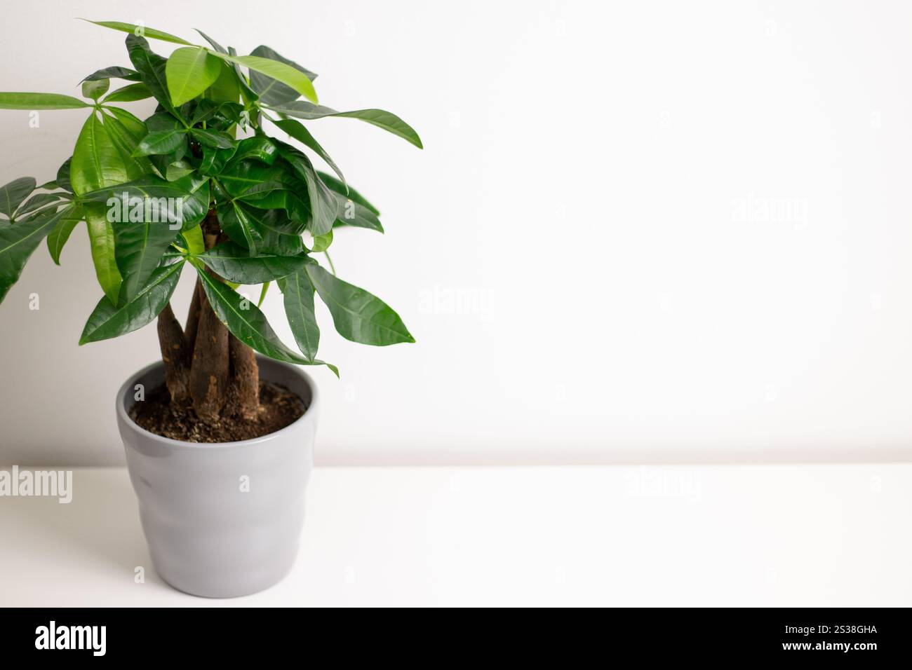 Una pianta Pachira aquatica che cresce in una pentola grigia in piedi su un tavolo da comò bianco in una stanza di casa Foto Stock