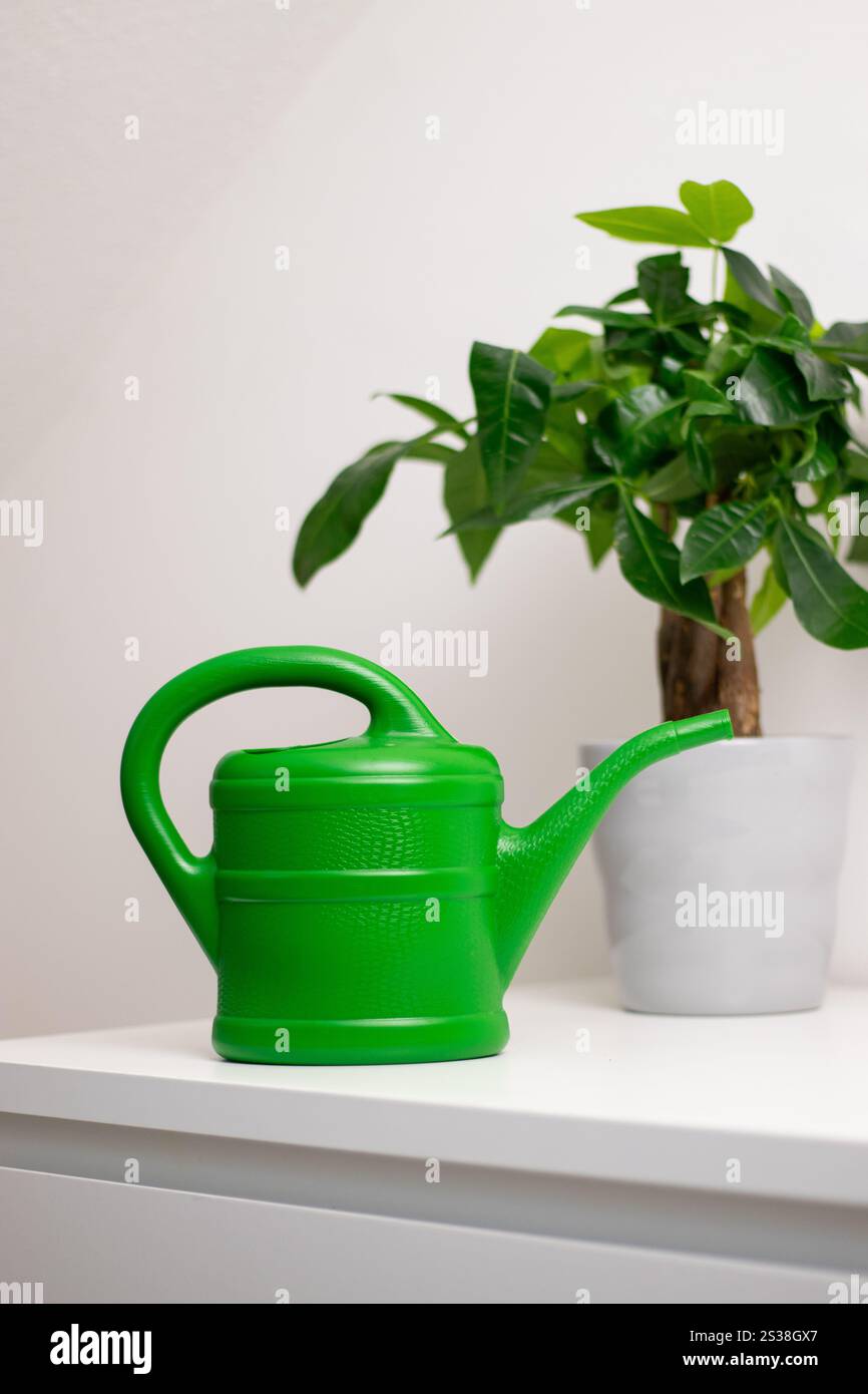 Una barattola da irrigazione verde vicino a una pianta Pachira aquatica che cresce in una pentola in piedi su un tavolo bianco in una stanza di casa Foto Stock