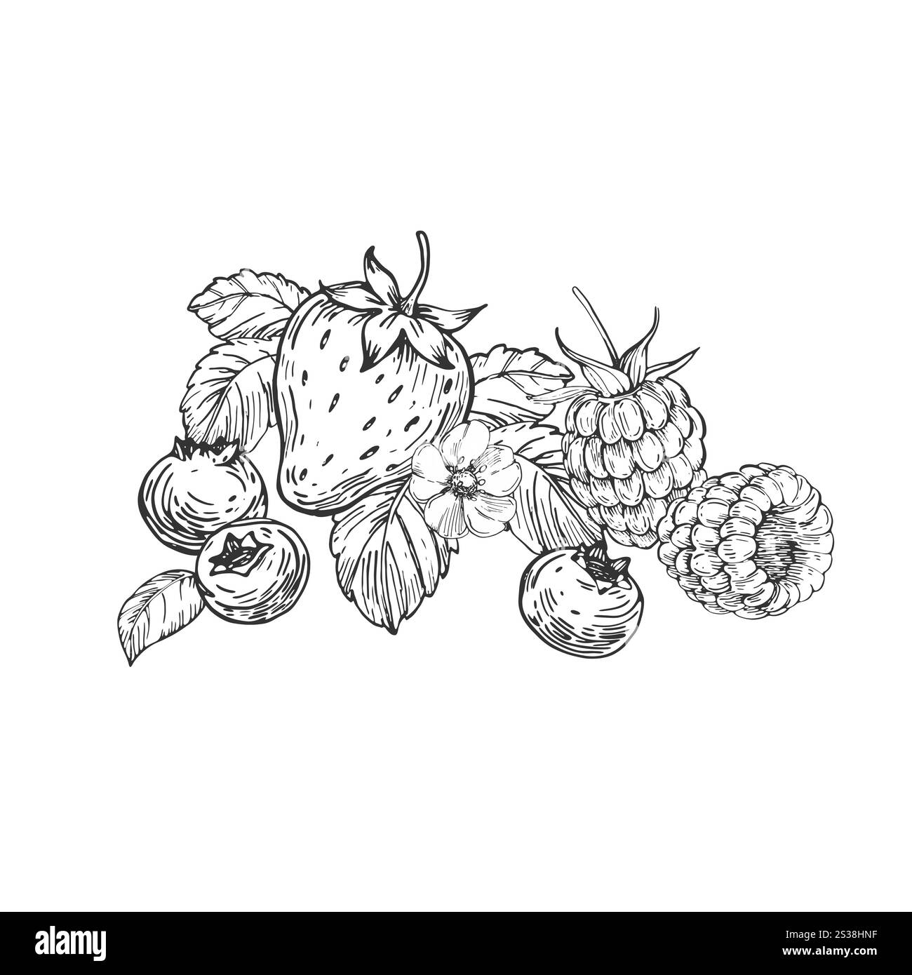 Illustrazioni in bianco e nero vettoriali di frutti di bosco disegnate a mano con inchiostro. Illustrazione Vettoriale