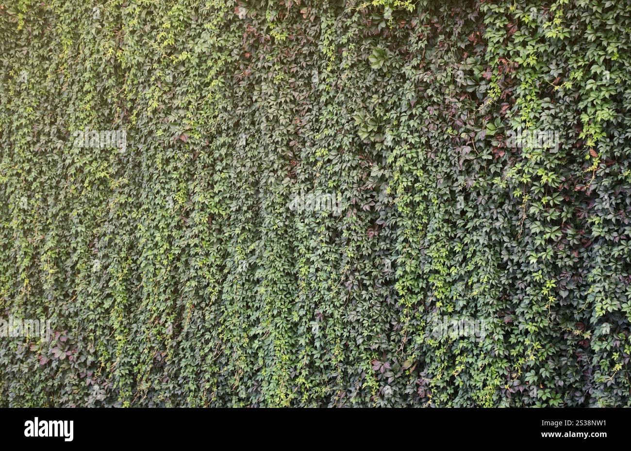 Antico muro del castello pieno di foglie verdi di edera all'inizio dell'autunno da vicino. All'inizio dell'autunno, il vecchio castello è pieno di foglie di edera verde Foto Stock