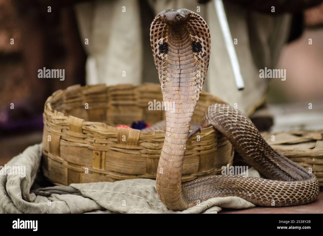 Incontro unico con un cobra in un vivace mercato durante le prime ore del mattino Foto Stock