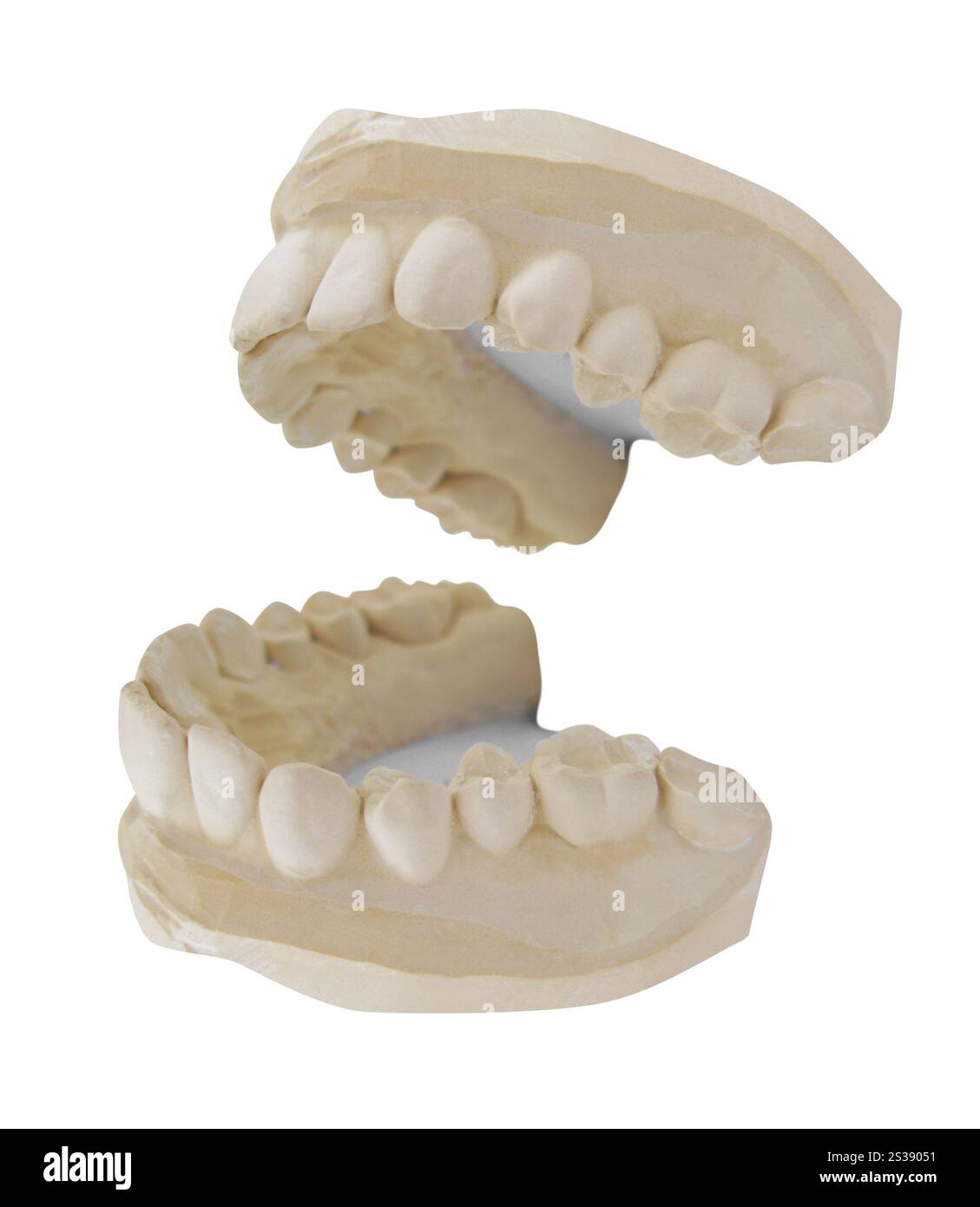 i denti si modellano su sfondo bianco Foto Stock