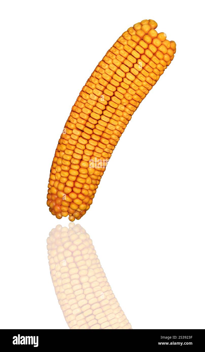 Orecchio di mais isolato su sfondo bianco. Orecchio di mais isolato Foto Stock