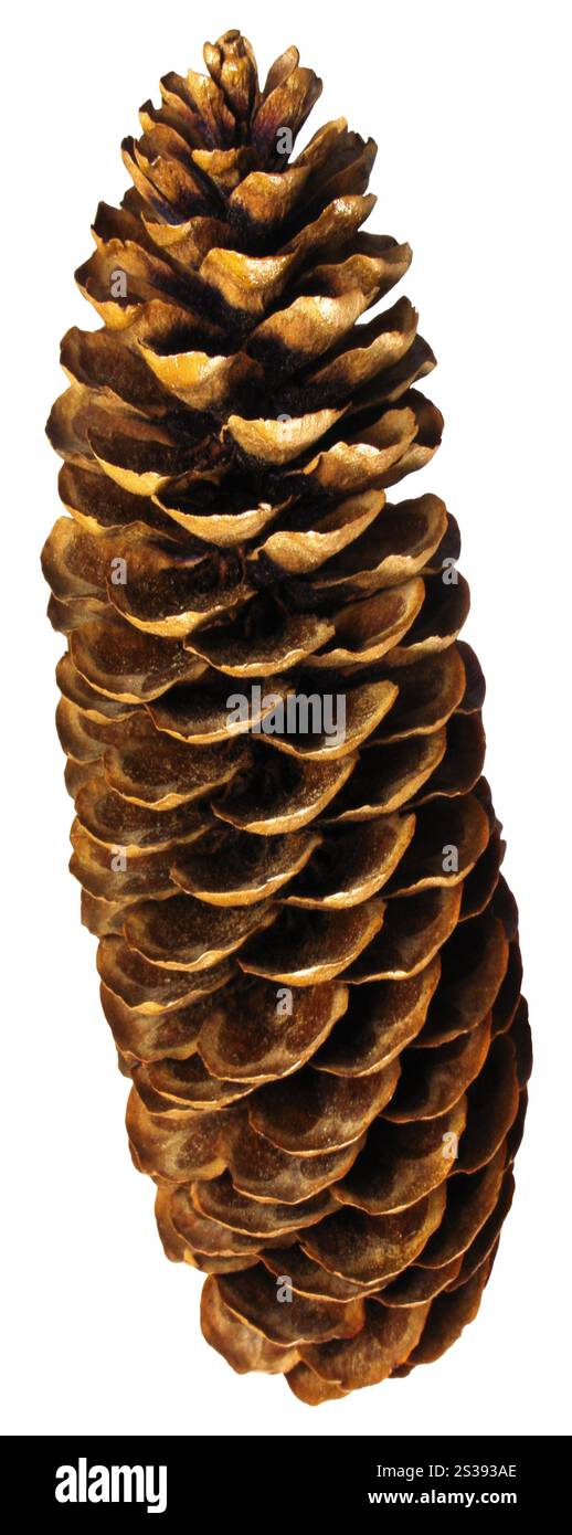 Pine cono isolato su bianco Foto Stock