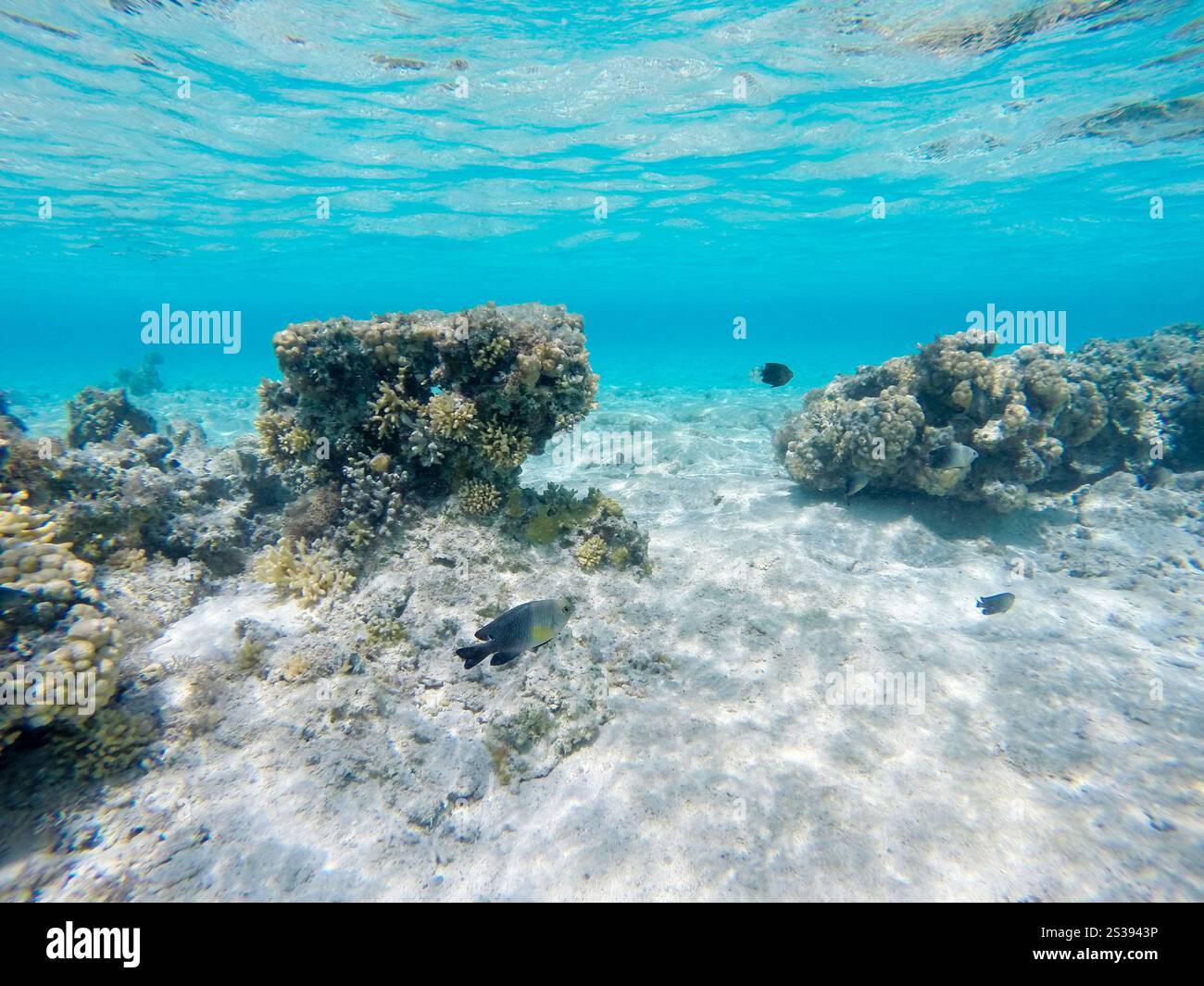 Vista mozzafiato sott'acqua del Mar Rosso, Egitto Foto Stock