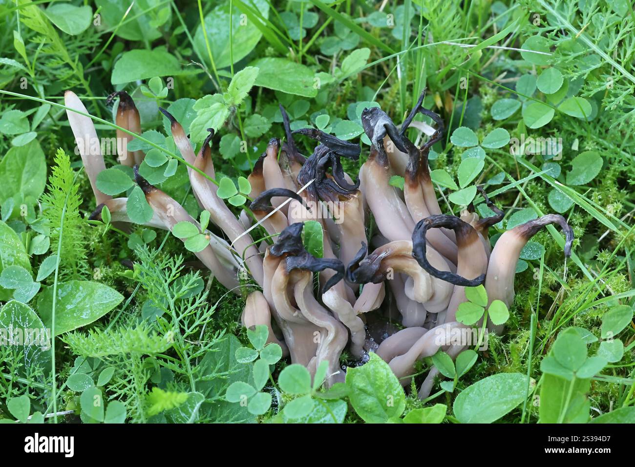 Clavaria fumosa, comunemente nota come clavaria affumicata o mandrini affumicati, fungo selvatico proveniente dalla Finlandia Foto Stock