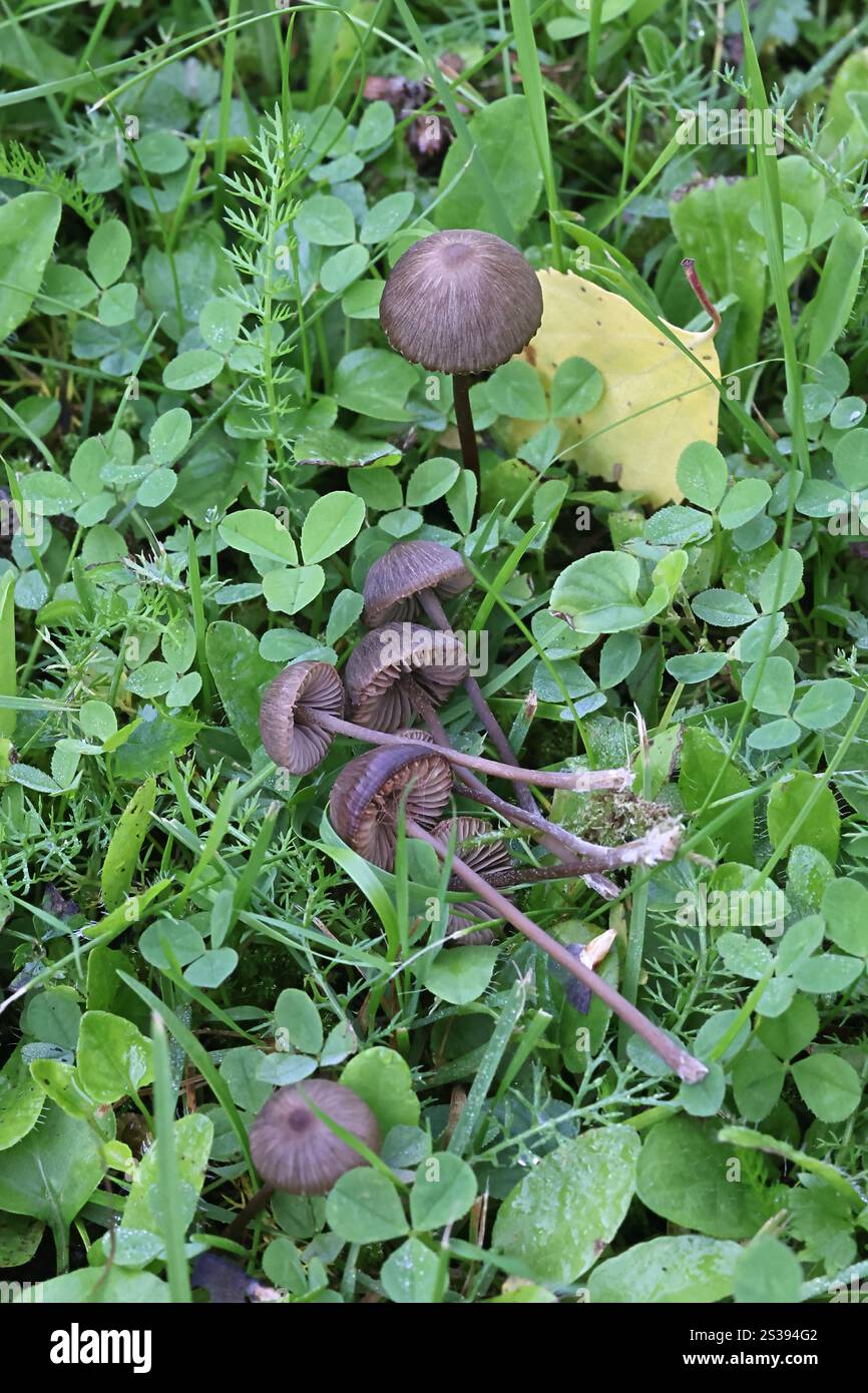 Entoloma clandestinum, un fungo pinkgill della Finlandia, nessun nome inglese comune Foto Stock