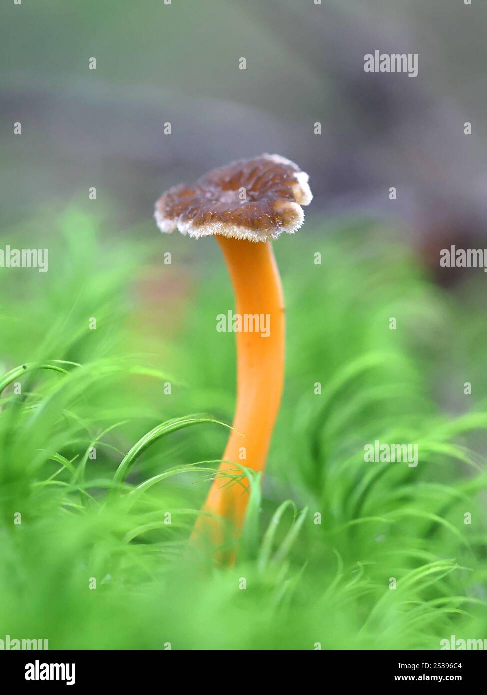 Craterellus lutescens, noto anche come Cantharellus lutescens, comunemente noto come piede giallo o Chanterelle dorate, fungo finlandese Foto Stock