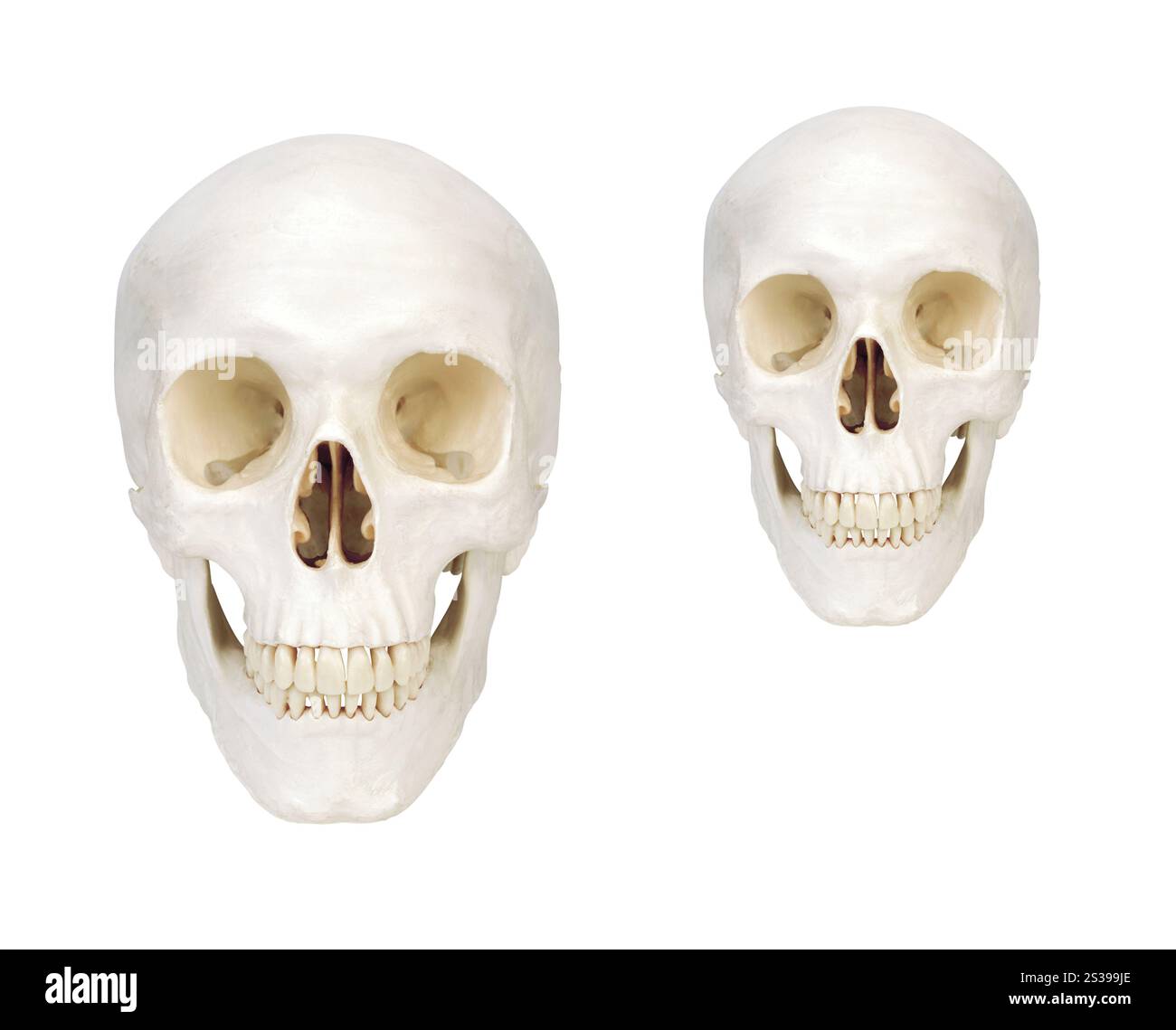 scudi umani isolati. scull umano isolato Foto Stock