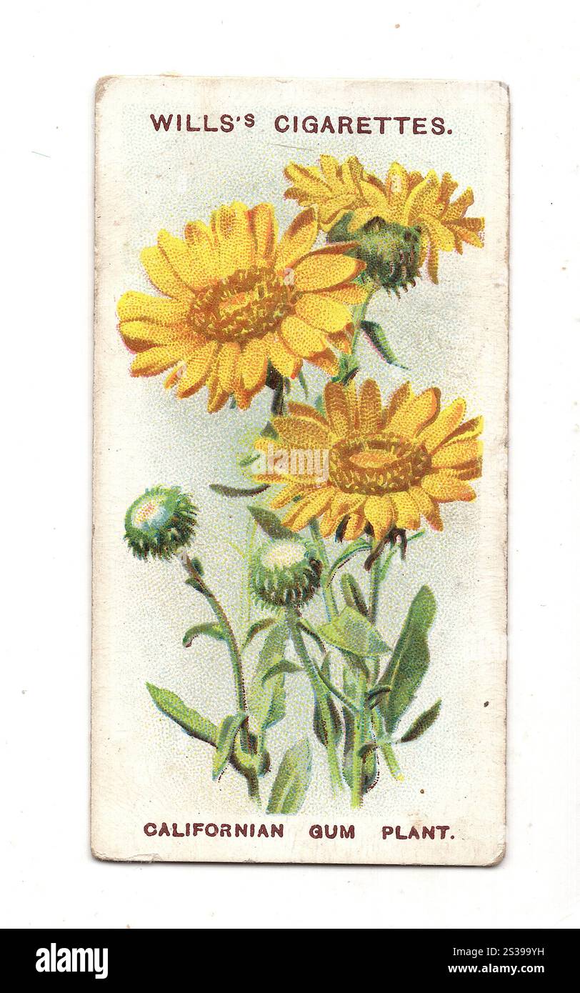 Un'antica sigaretta di fiori alpini che mostra un'illustrazione di una pianta di gomma californiana su sfondo bianco. Foto Stock