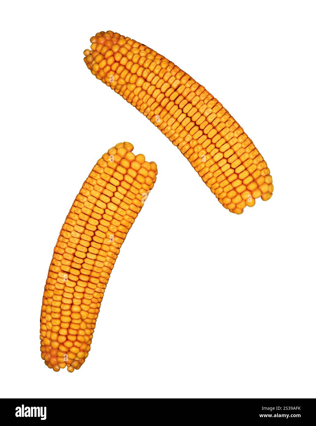 Orecchio di mais isolato su sfondo bianco. Orecchio di mais isolato Foto Stock