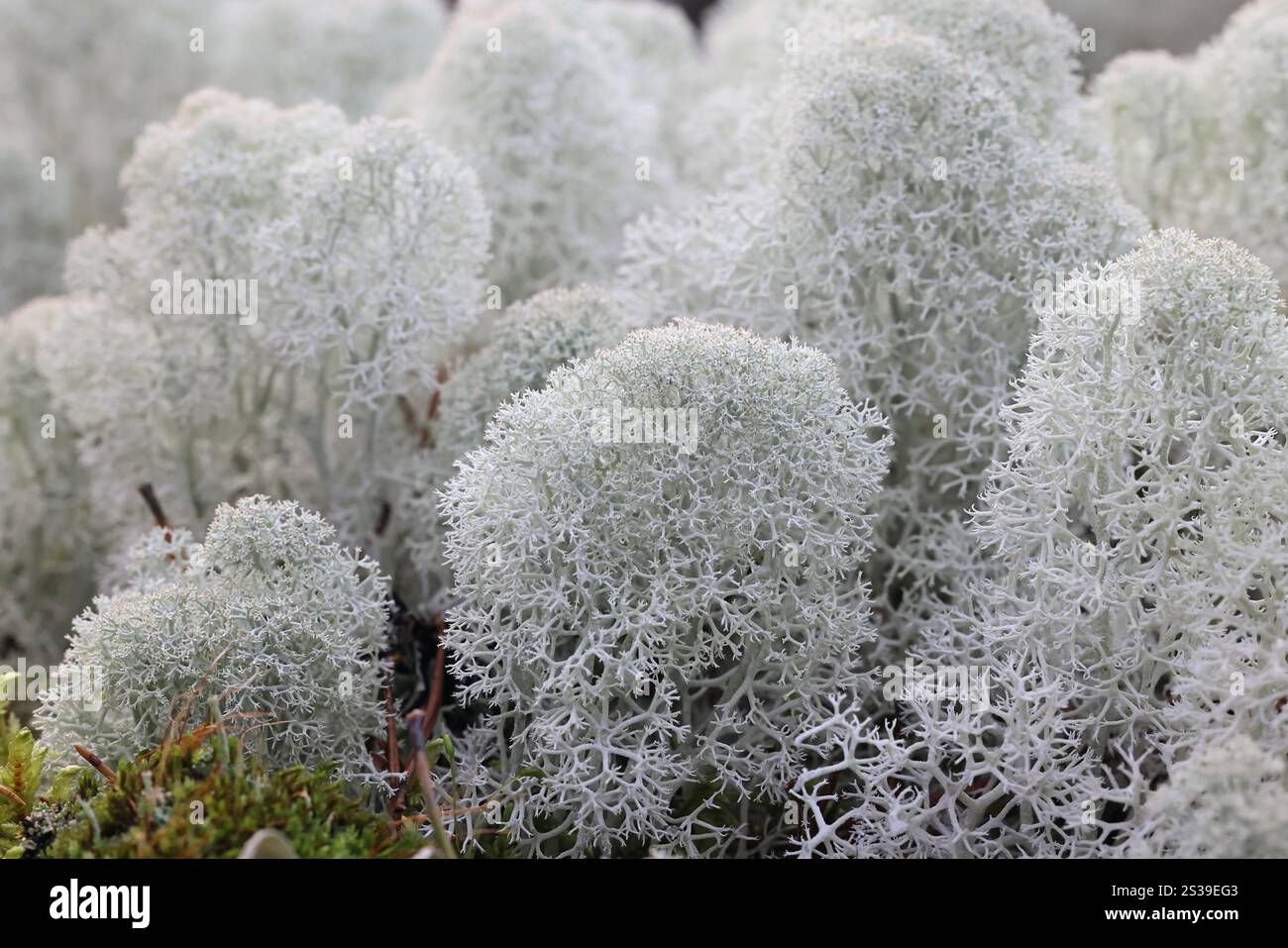 Cladonia stellaris, comunemente nota come renna Lichen con punta a stella, fonte di cibo per renne e caribù Foto Stock