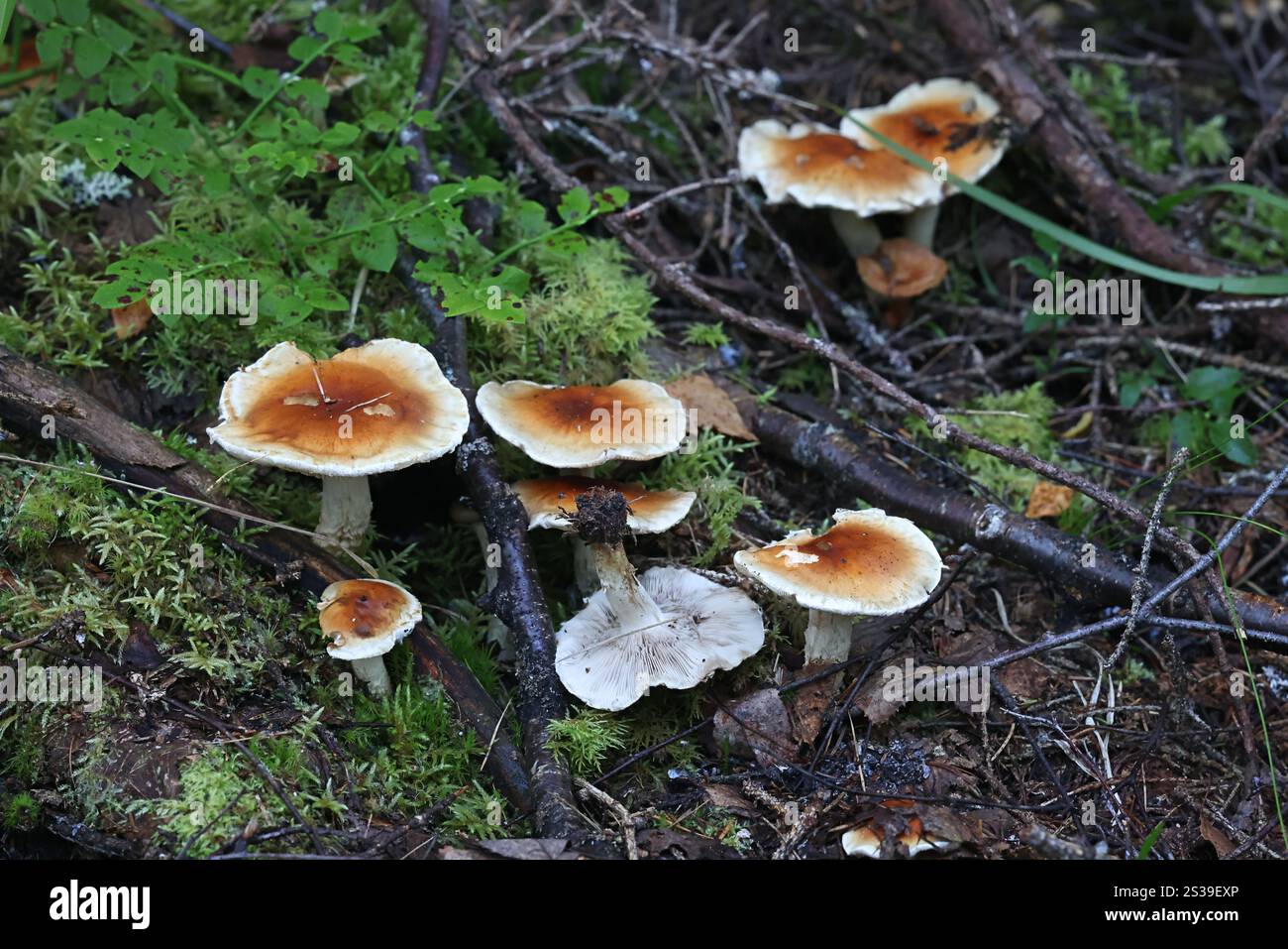 Pholiota lubrica, fungo scalycap dalla Finlandia, nessun nome inglese comune Foto Stock