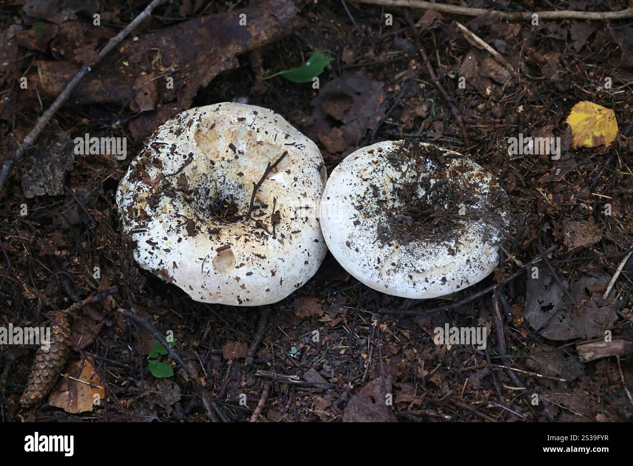 I cloruri di russula (Russula delica var. Cloroides), noti come Blue Band Brittlegill, funghi selvatici provenienti dalla Finlandia Foto Stock
